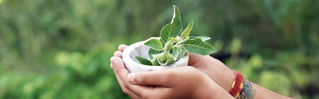 Ashwagandha Wurzeln, bekannt für ihre heilenden Eigenschaften und traditionelle Anwendung.